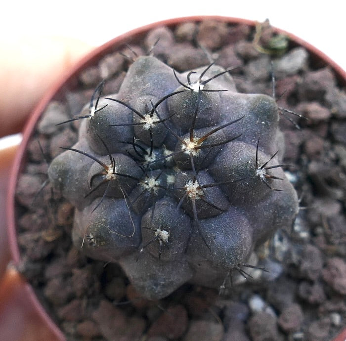 Copiapoa griseoviolacea X Copiapoa cinerea MPK44