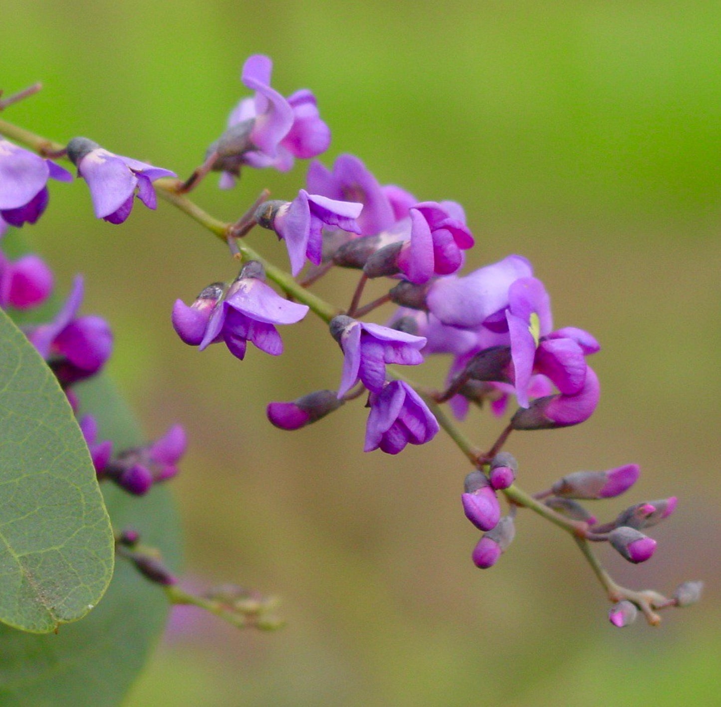 Hardenbergia violacea SEEDS