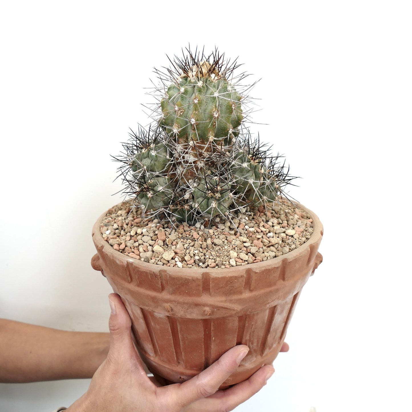 Copiapoa fiedleriana MULTIHEADS CLUSTER