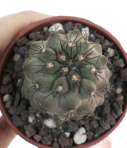 Copiapoa cinerea X Copiapoa desertorum HOS49