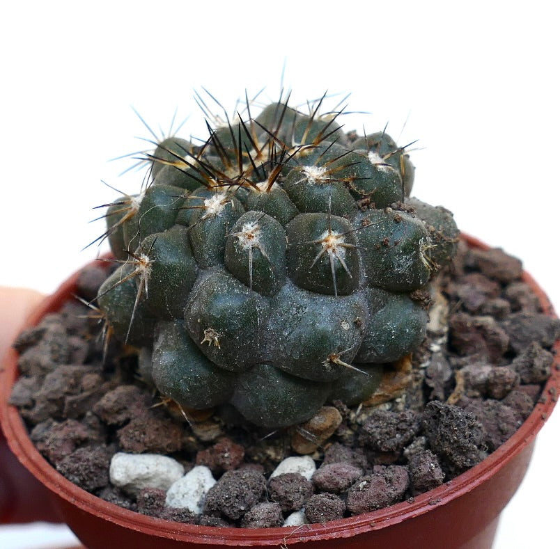 Copiapoa cinerea X tenuissima RNM3