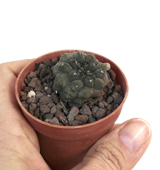 Copiapoa cinerea X Copiapoa hypogaea 855