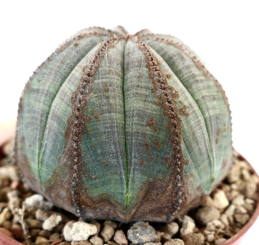 Euphorbia obesa SAB38