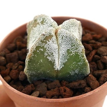 Astrophytum myriostigma quadricostatum rare succulent cactus with white speckled green body
