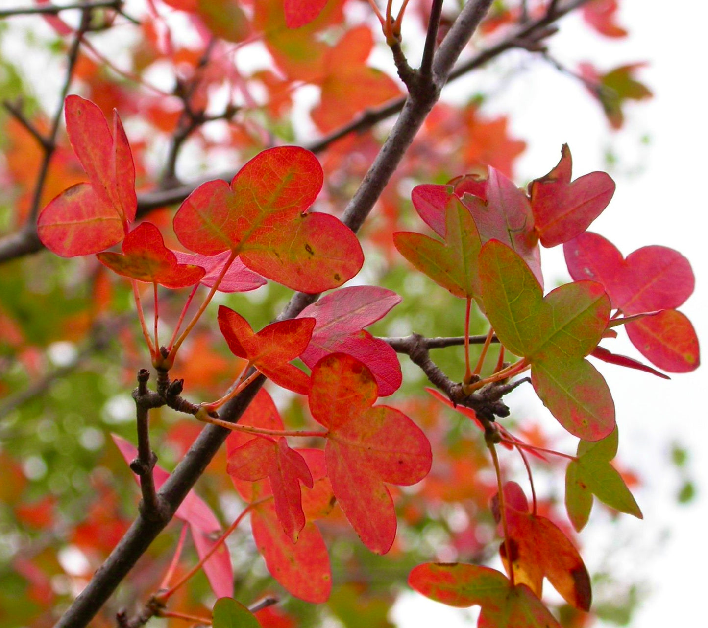 Acer monspessulanum