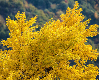 Ginkgo biloba