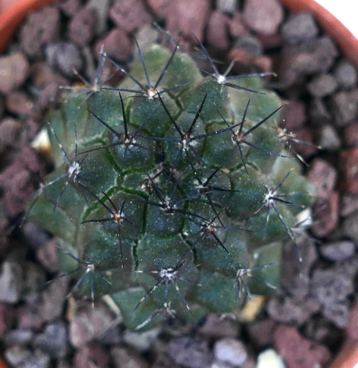 Copiapoa atacamensis ING16I