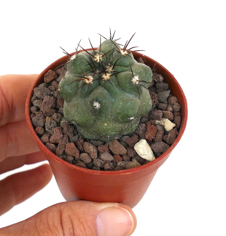 Copiapoa cinerea GREEN X griseoviolacea BN5