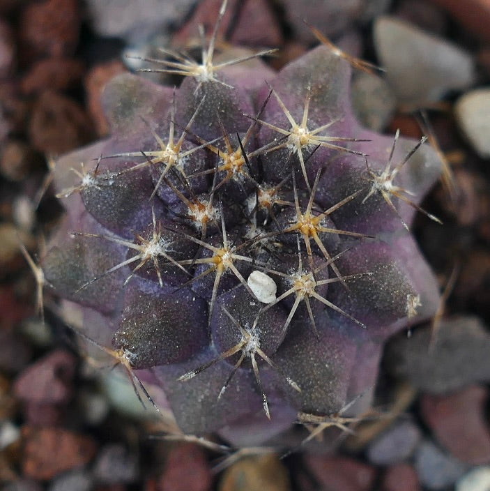 Copiapoa griseoviolacea X Copiapoa goldii SAB15