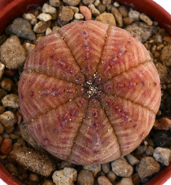 Euphorbia obesa RED BODY SEM41