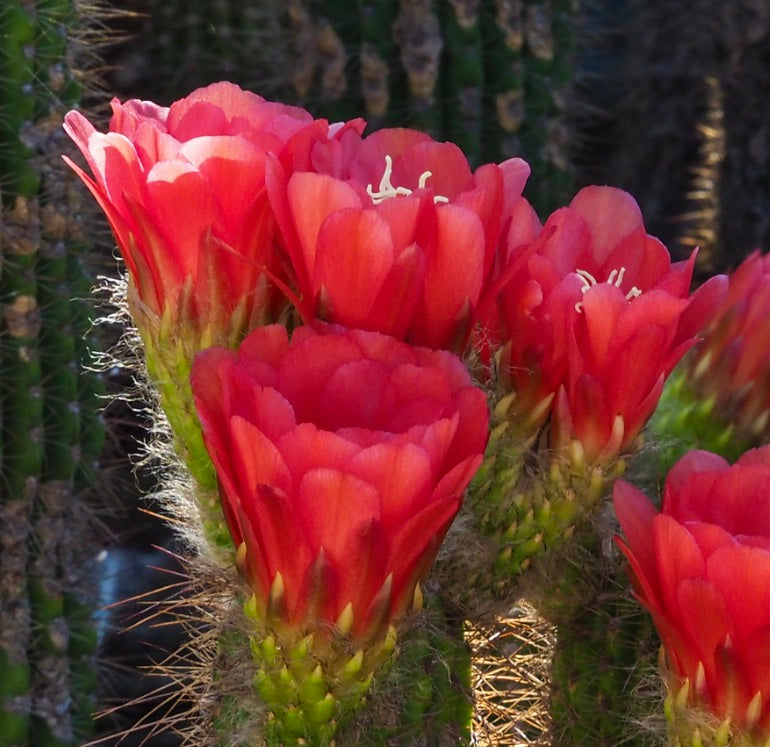 Echinopsis huascha var. grandiflora RED FLOWERS J668