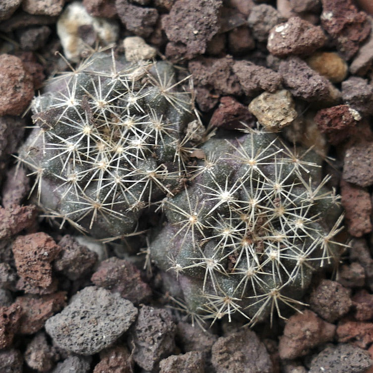 Copiapoa serpentisulcata (2 seedlings) SPU14 Botanical Archive