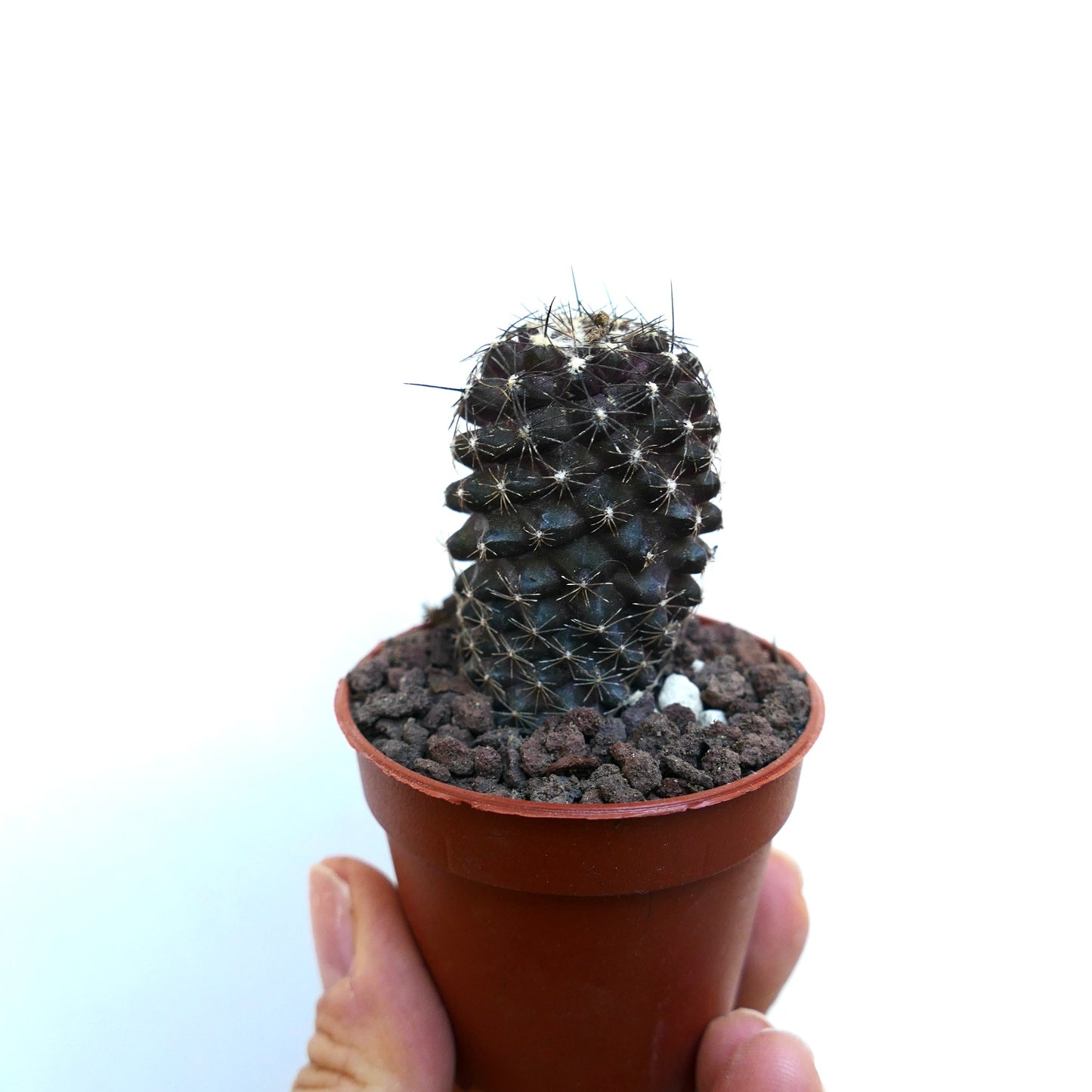 Copiapoa humilis WE323