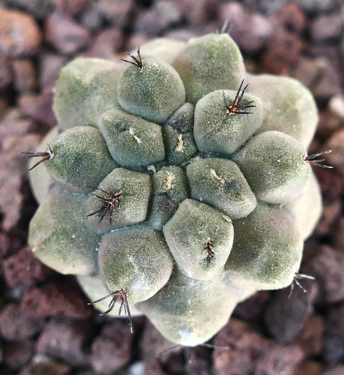 Copiapoa cinerea from nuda X Copiapoa hypogaea 739