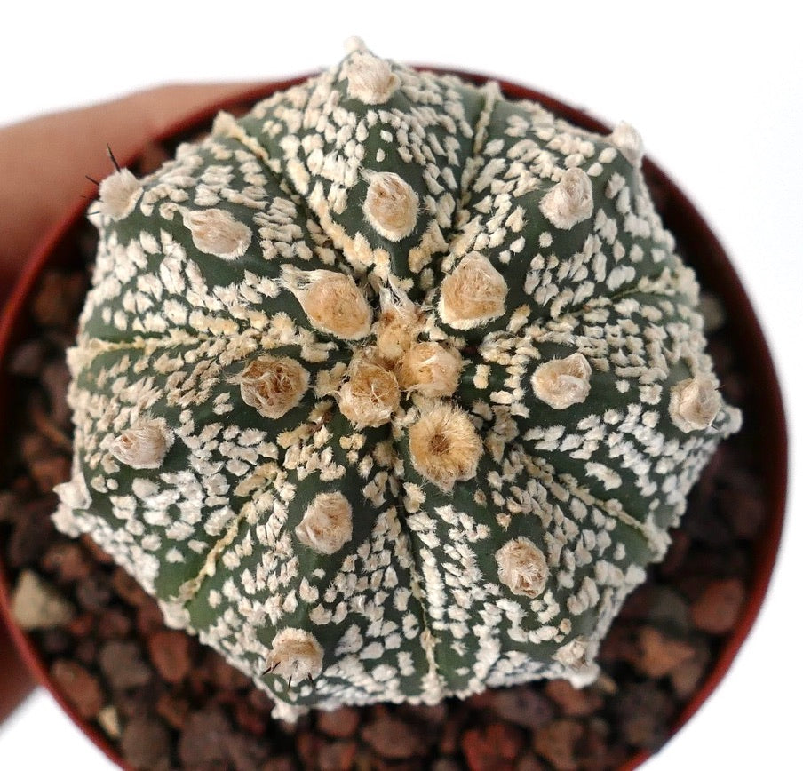 Astrophytum cv ONZUKA x SUPERKABUTO A84