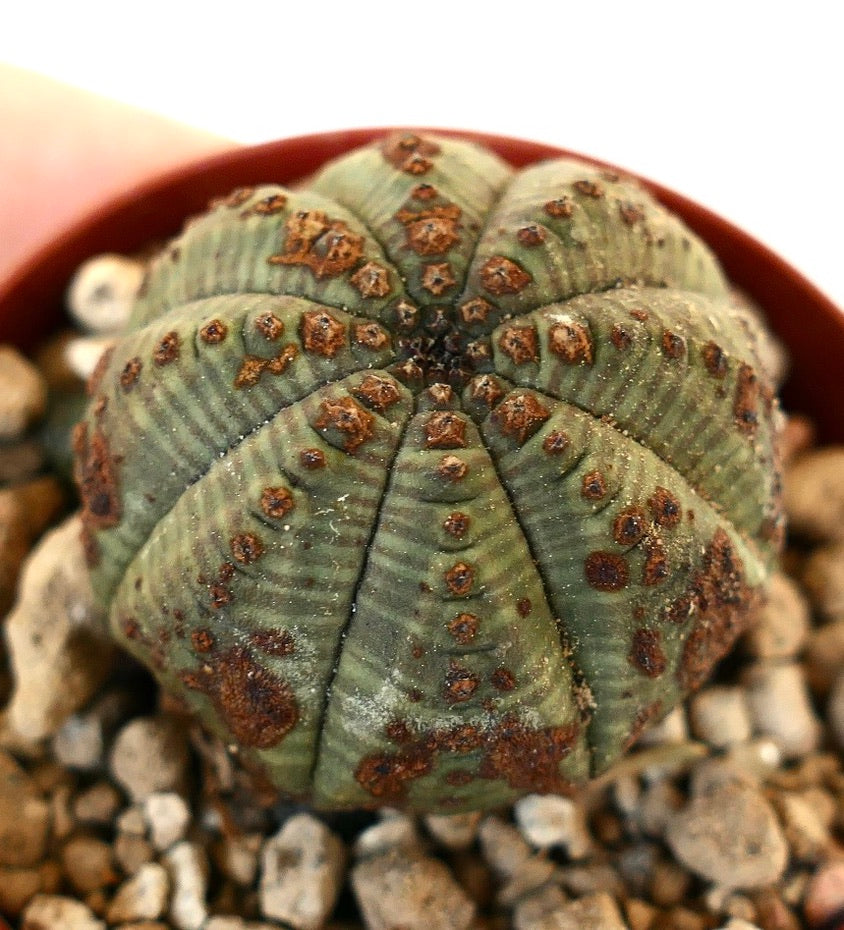 Euphorbia obesa DOTS & BROWN MARKS MP1