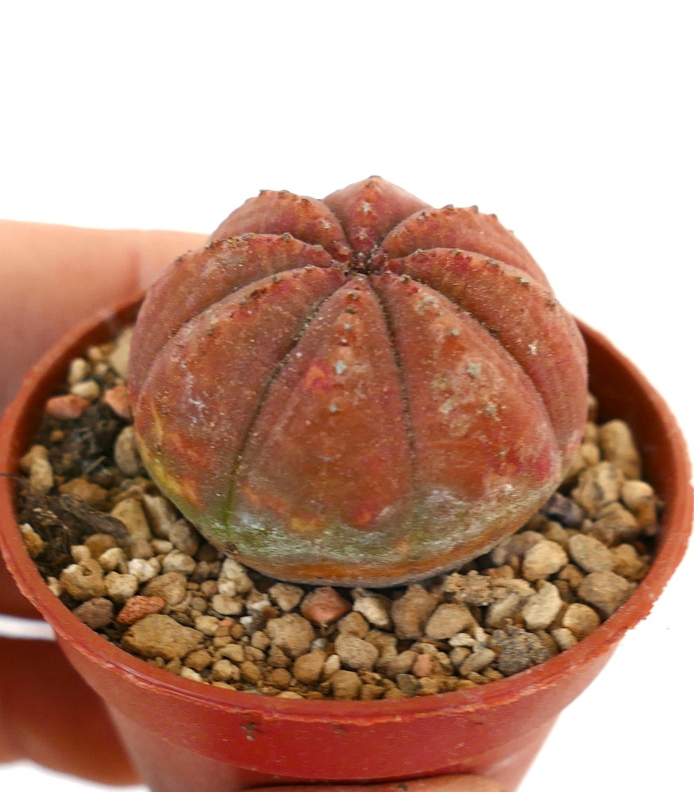 Euphorbia obesa RED BODY 88CV