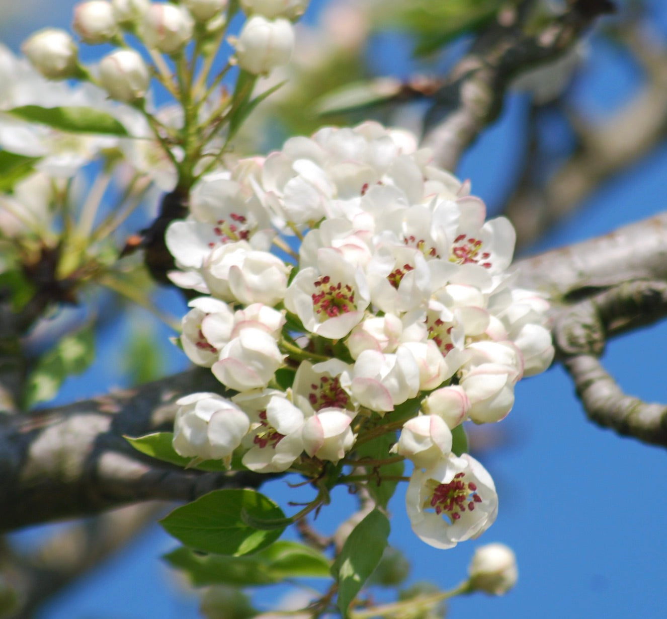 Pyrus pyraster 60-80cm