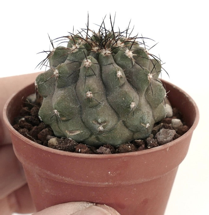 Copiapoa cinerea x atacamensis PR7