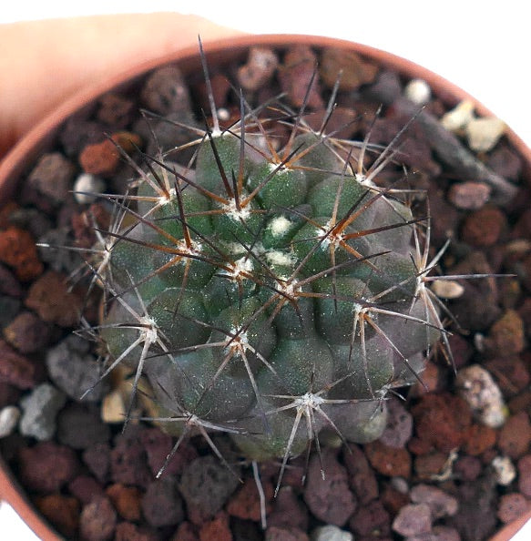 Copiapoa atacamensis MPS61