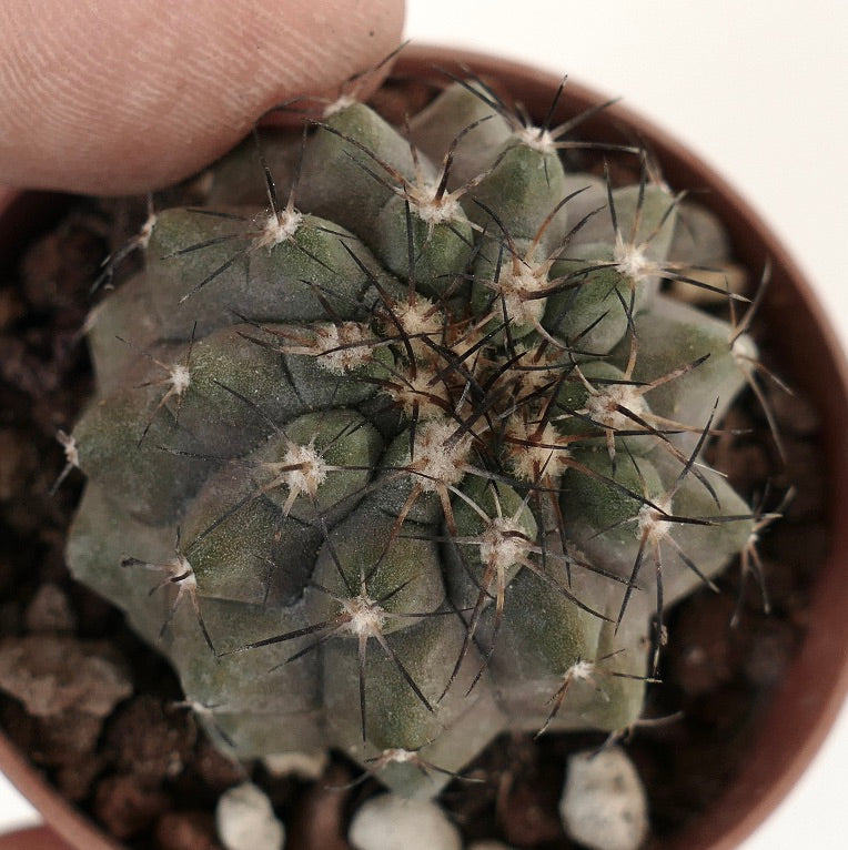 Copiapoa cinerea x atacamensis PR7