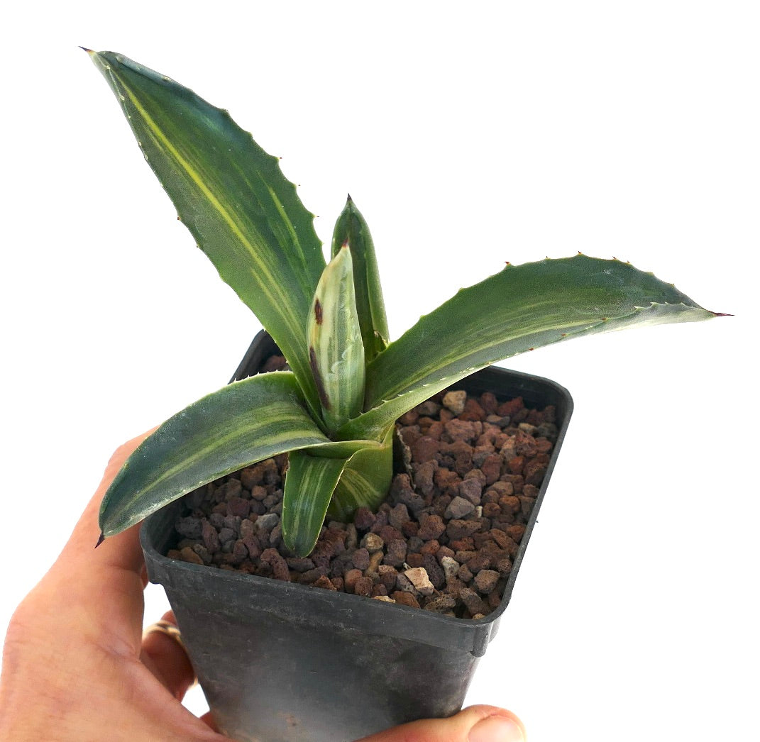 Agave americana STRIATA VARIEGATA 9A