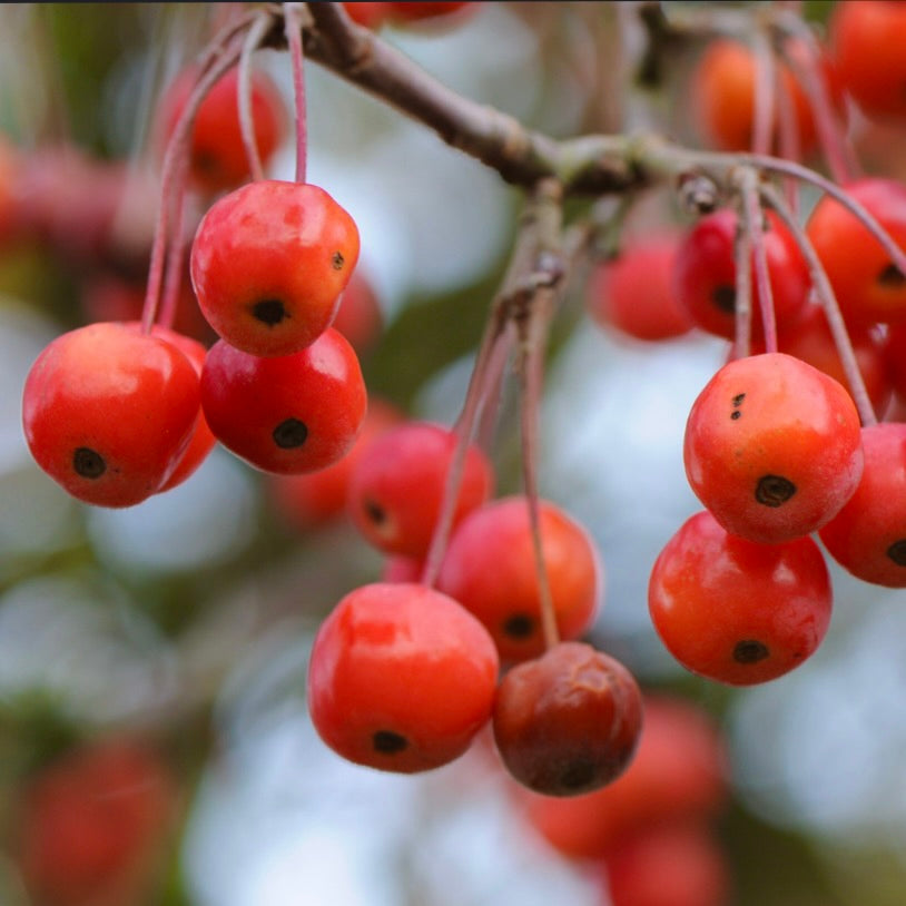 Malus hupehensis 30-70cm