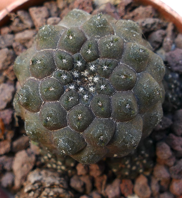 Copiapoa hypogaea GREY SAB90