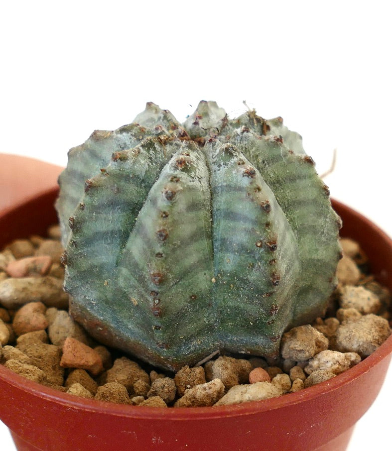 Euphorbia obesa X Euphorbia horrida 20K