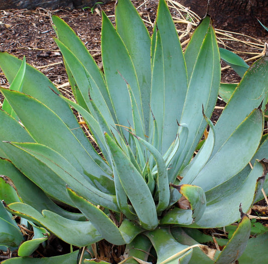 Agave pedunculifera subsp dentata 20-30 cm