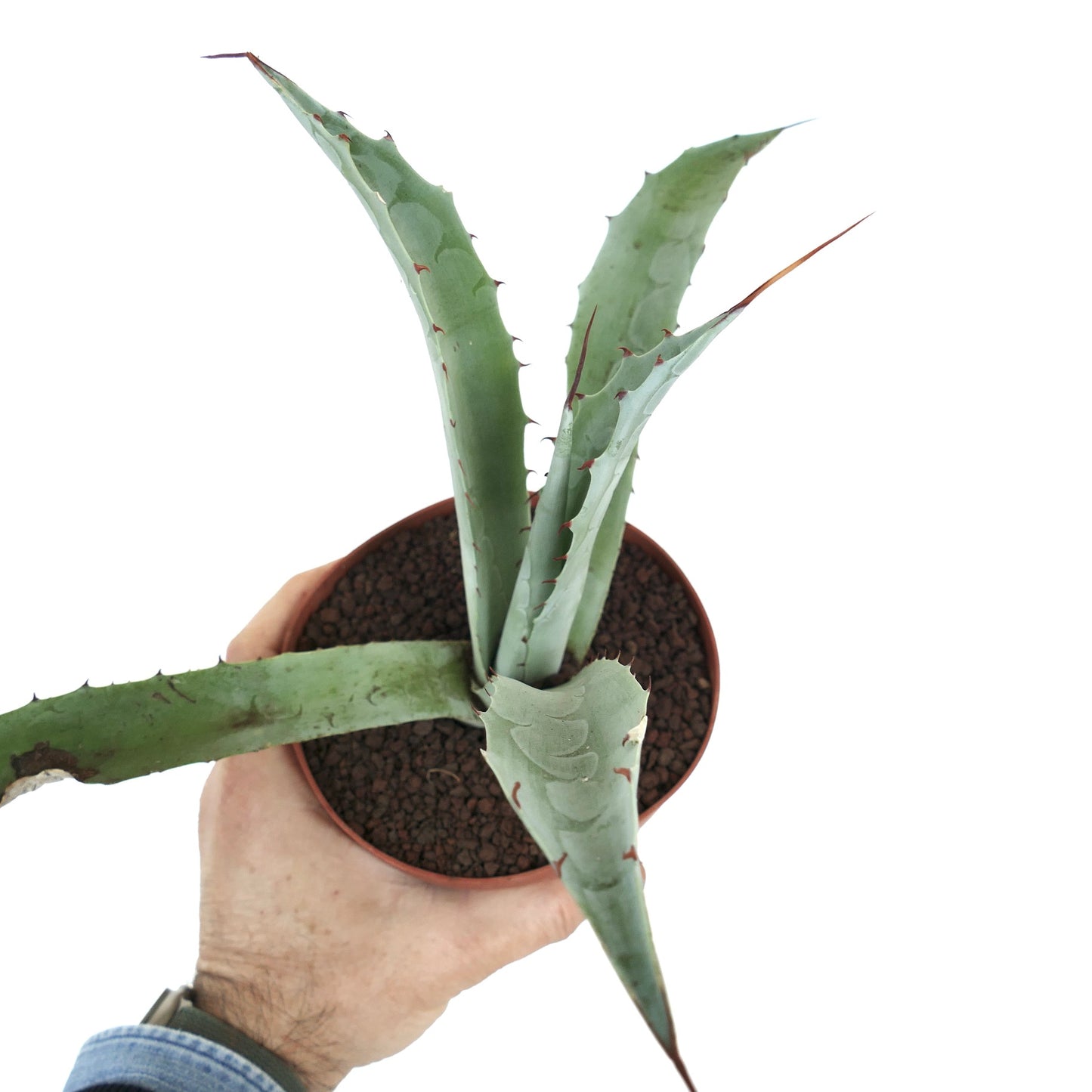 Agave macroacantha X eborispina PT71