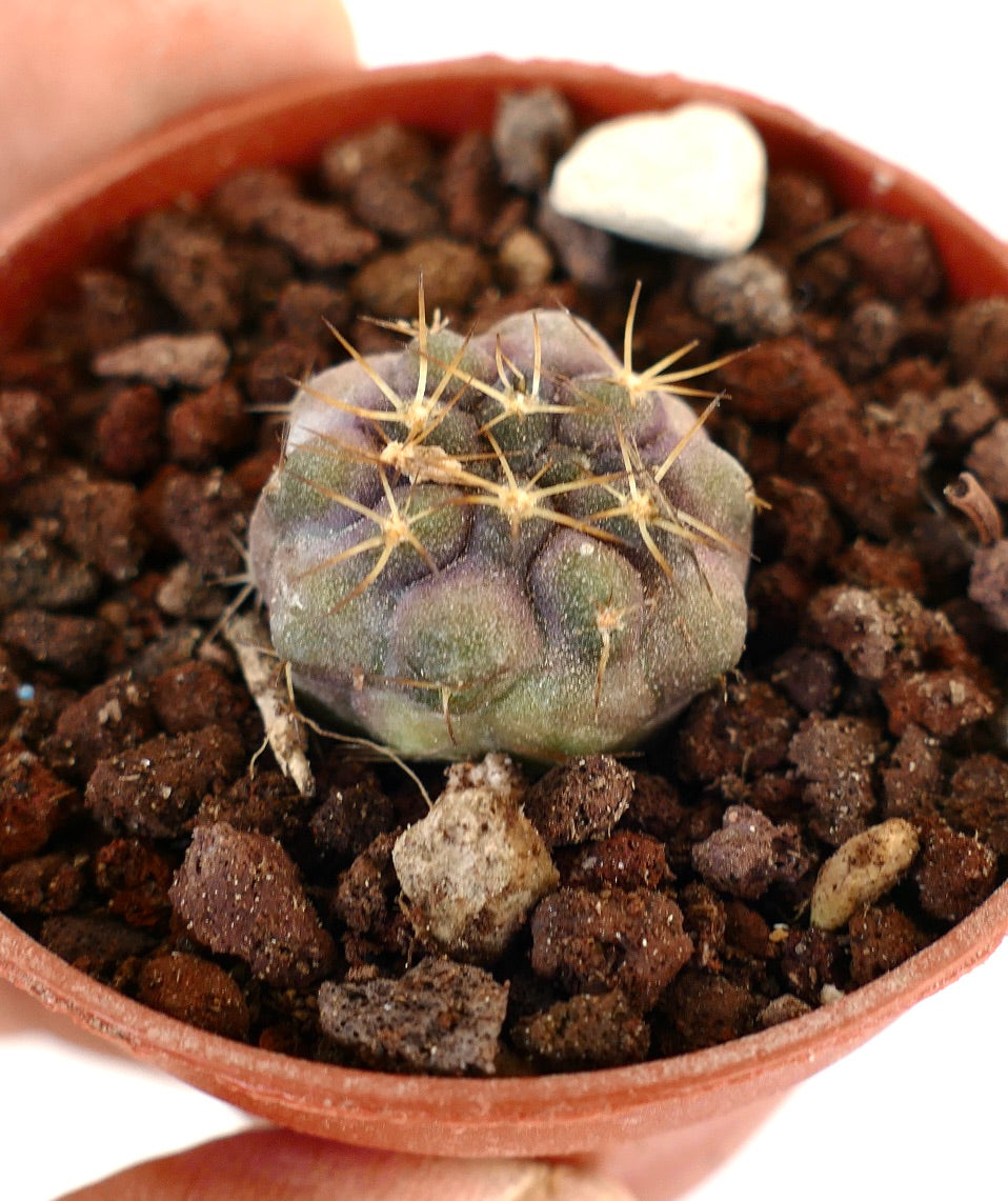 Copiapoa gigantea 13X