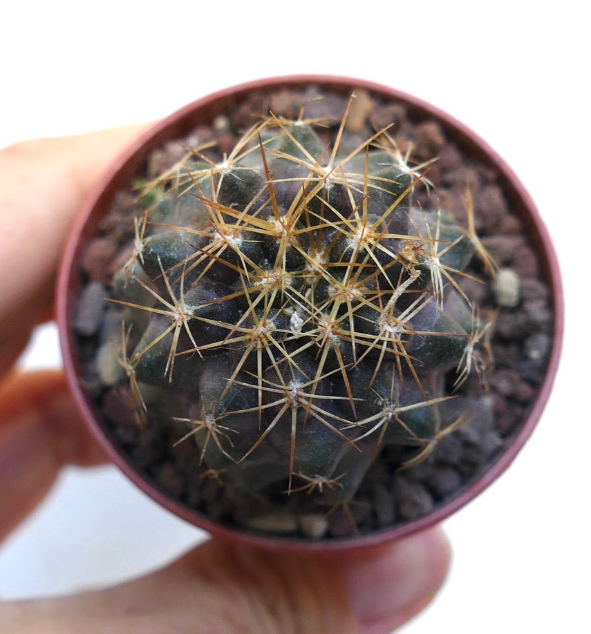 Copiapoa goldii SAB12