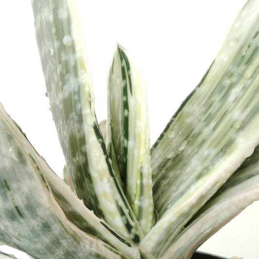 Gasteria cv 風白 Fūhaku (white VARIEGATA) 2cm