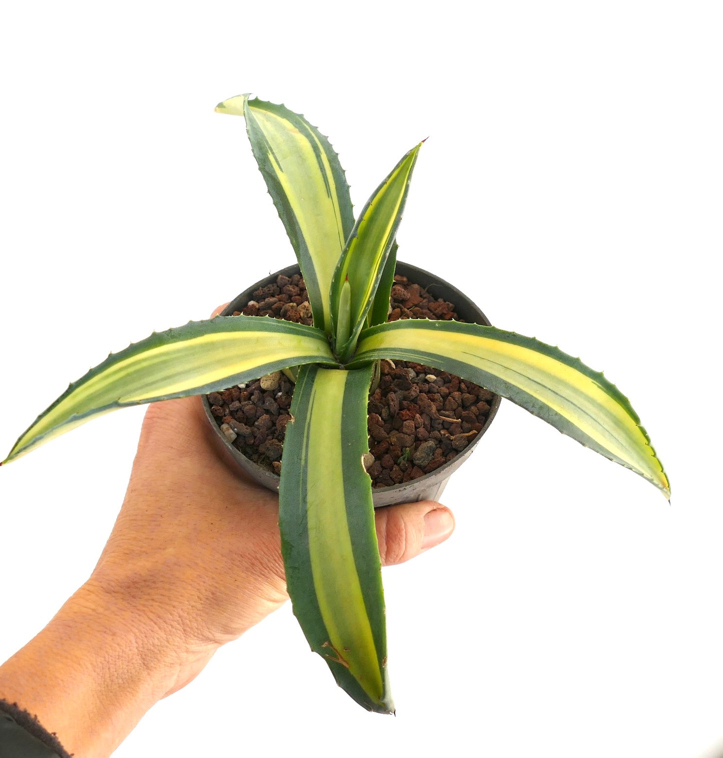 Agave americana MEDIOPICTA YELLOW VARIEGATED A19