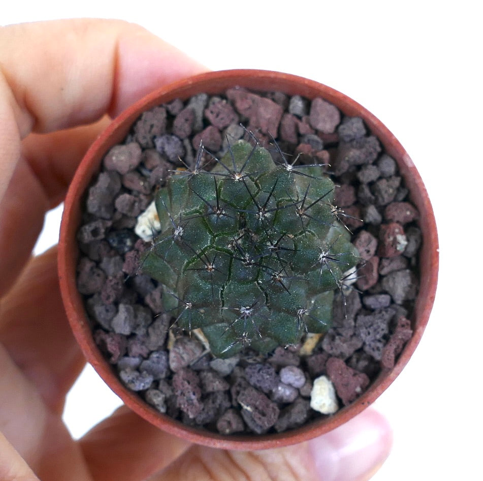 Copiapoa atacamensis ING16I