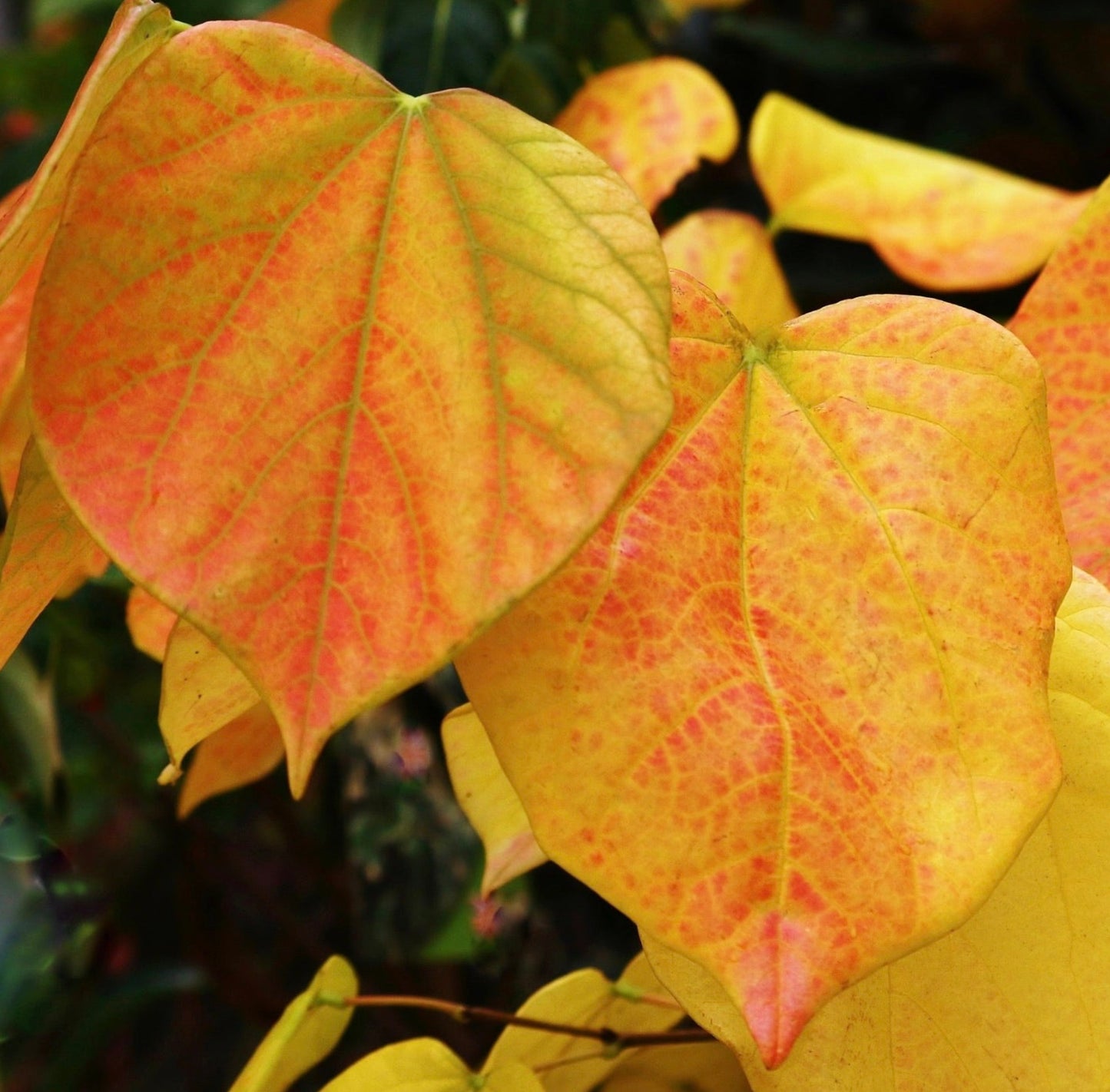 Cercis chinensis SEMI