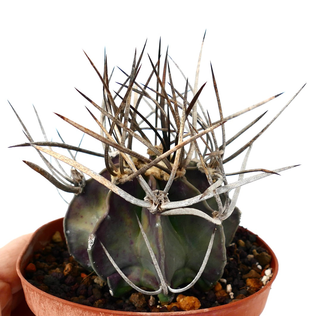 Astrophytum capricorne cv BUFFALO (syn. Taiho-gyoku) 75N