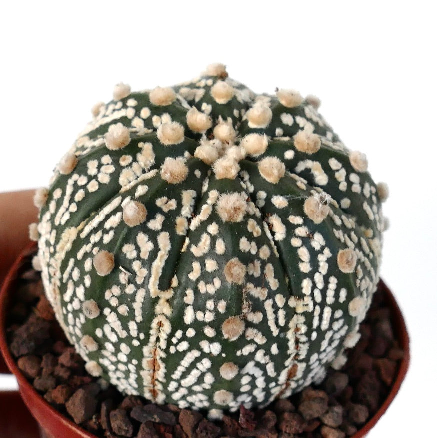 Astrophytum asterias OIBBO x SUPERKABUTO JP89