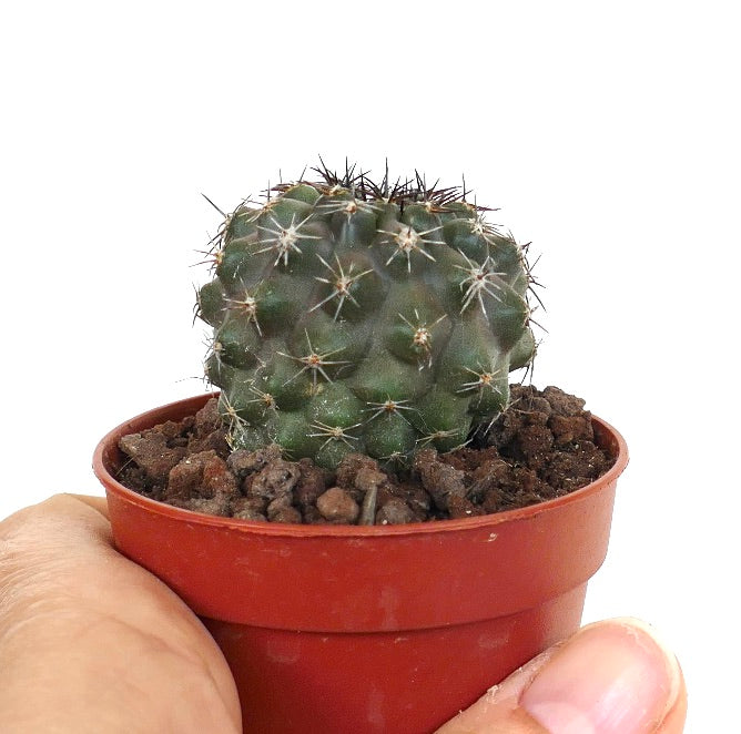 Copiapoa dura X cinerea RTA66