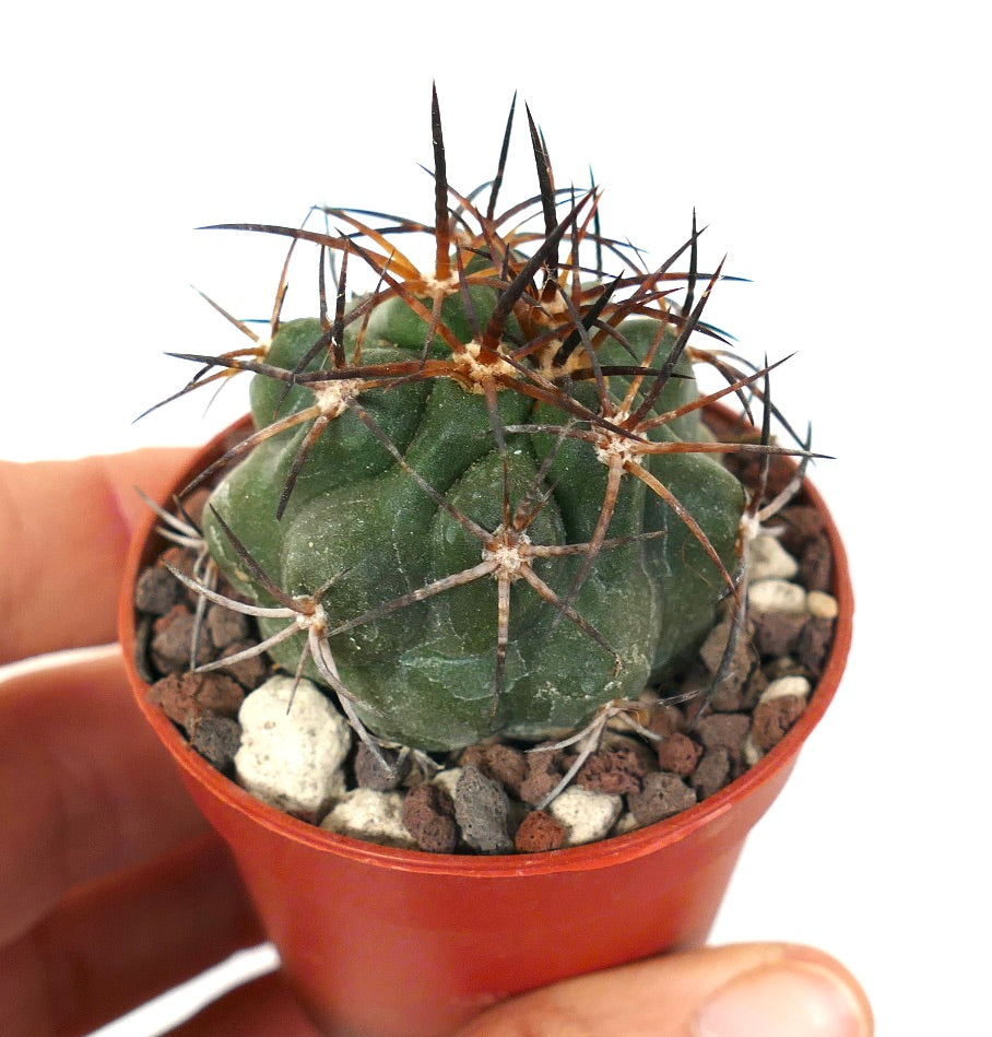 Copiapoa solaris R7