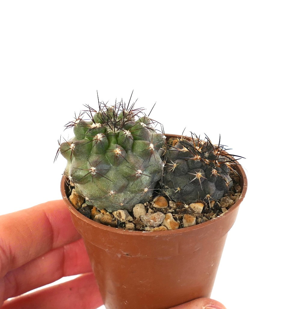 Copiapoa cinerea x atacamensis & Copiapoa cinerea X columna-alba 9M7