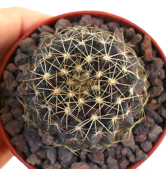 Copiapoa serpentisulcata X Copiapoa tenuissima 1369ZX