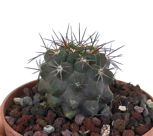 Copiapoa atacamensis MPS61