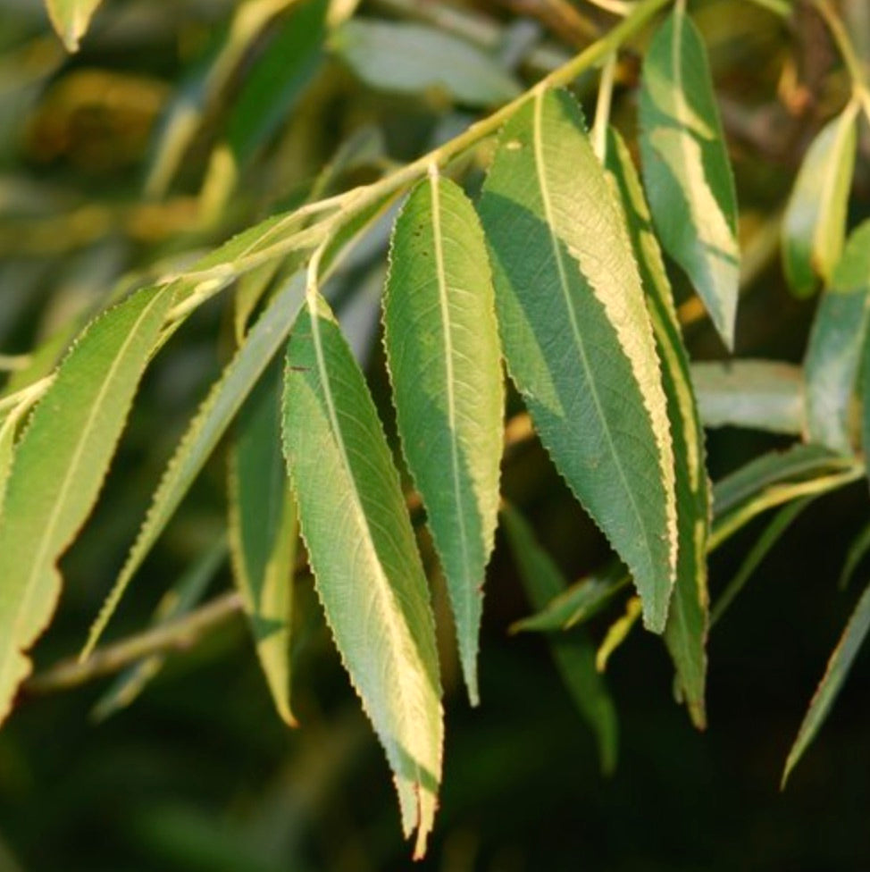 Salix alba x fragilis 50-120cm