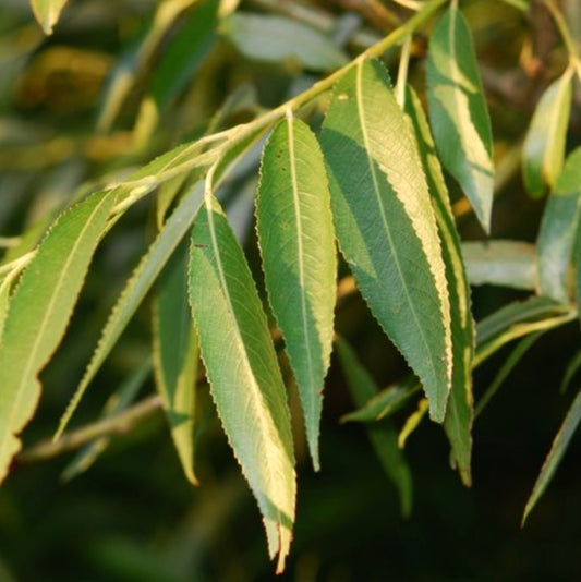 Salix alba x fragilis 50-120cm