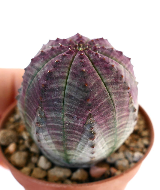 Euphorbia obesa PINK GREY RS9Z