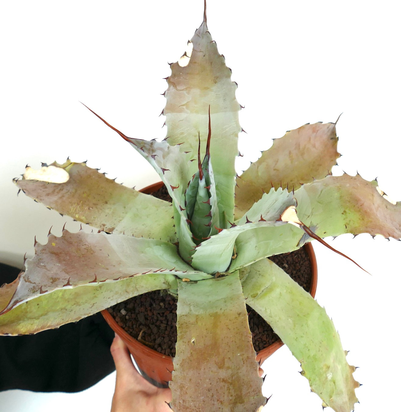 Agave (f3 hybrid) pachycentra X bovicornuta x eborispina B33