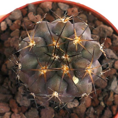 Copiapoa cinerea X Copiapoa goldii MES94