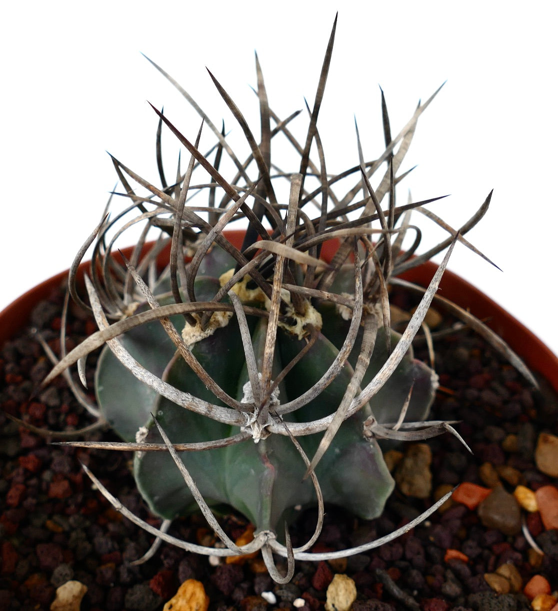 Astrophytum capricorne cv BUFFALO (syn. Taiho-gyoku) T4T